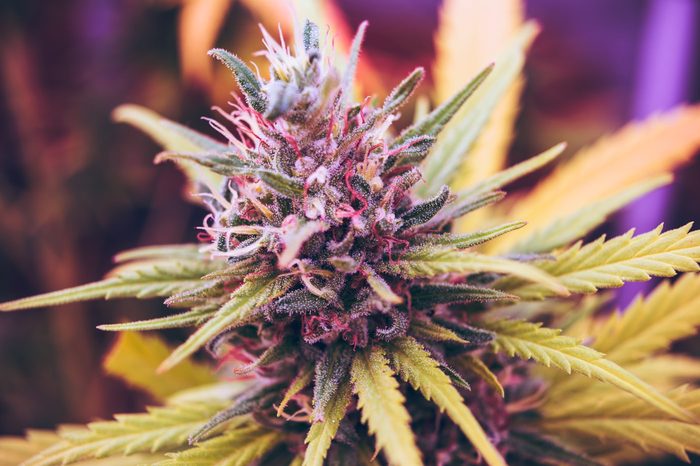 Pink Kush, Flower