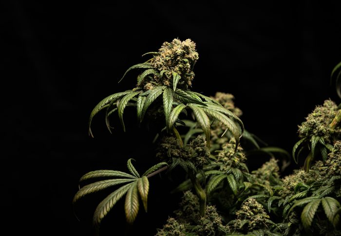 Wedding Cake, Flower