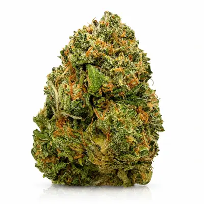 EL CHAPO, Indica Hybrid